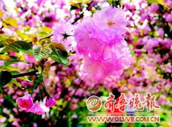 ԰ڵӣ涷ޡ޿